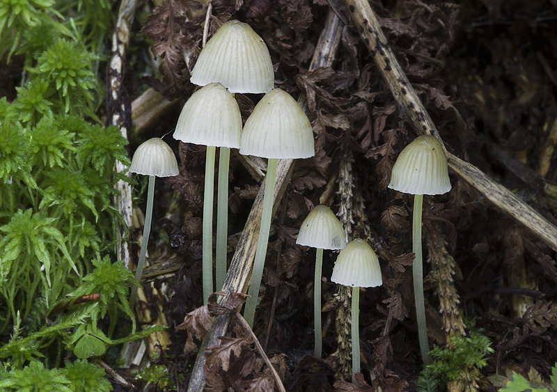 Mycena epipterygia